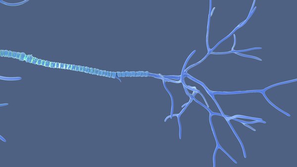 modelo 3d Estructura de la neurona multipolar - TurboSquid 2310930