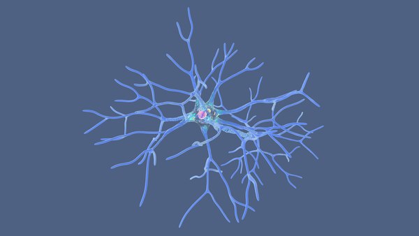 modelo 3d Estructura de la neurona multipolar - TurboSquid 2310930