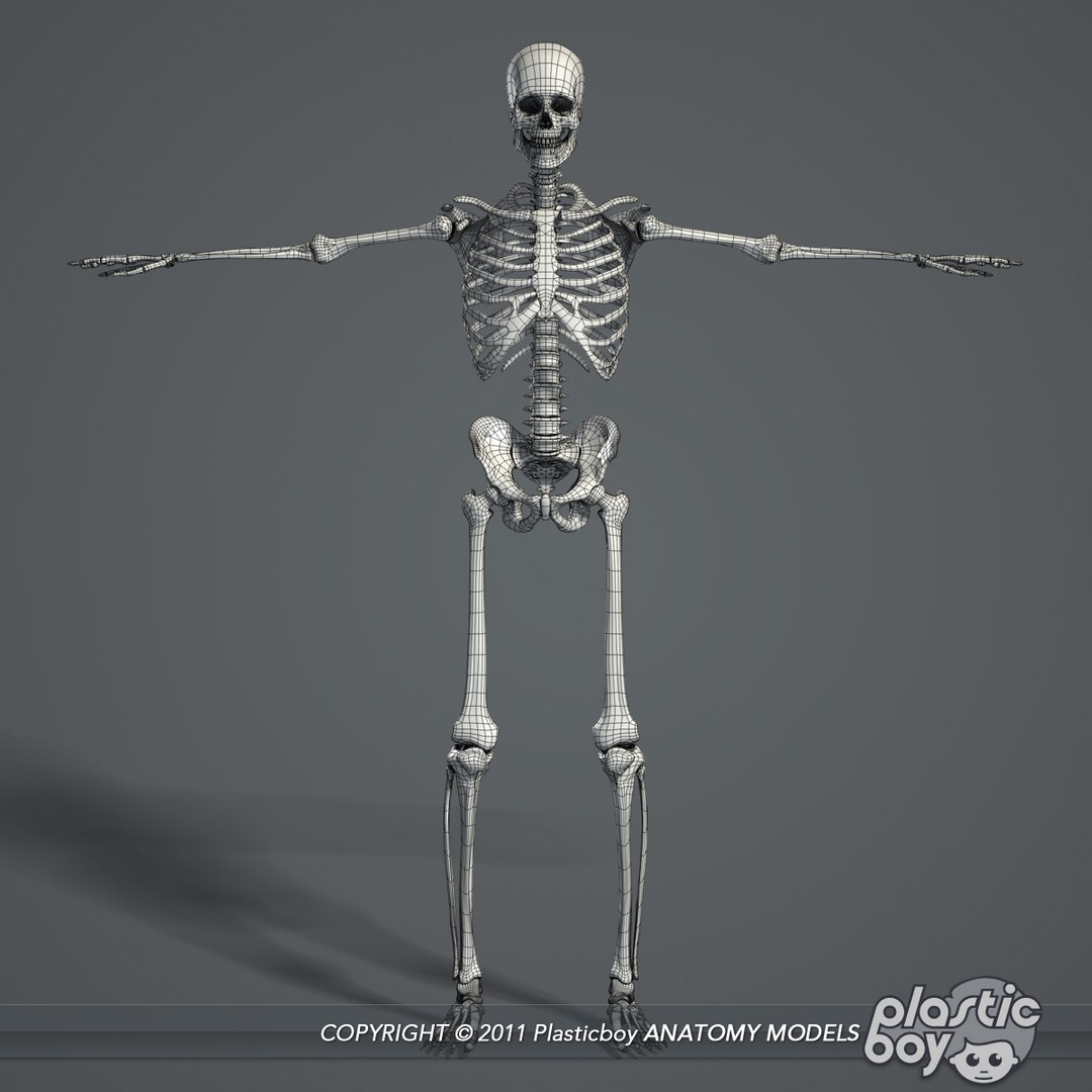 human male skeletal body fbx https://p.turbosquid.com/ts-thumb/qa/miDCW0/CDwMsjs6/skeleton_00_wf/jpg/1305202798/1920x1080/fit_q87/bf437af12cd0ce50bc9c87f7b23e3d2d785e9480/skeleton_00_wf.jpg