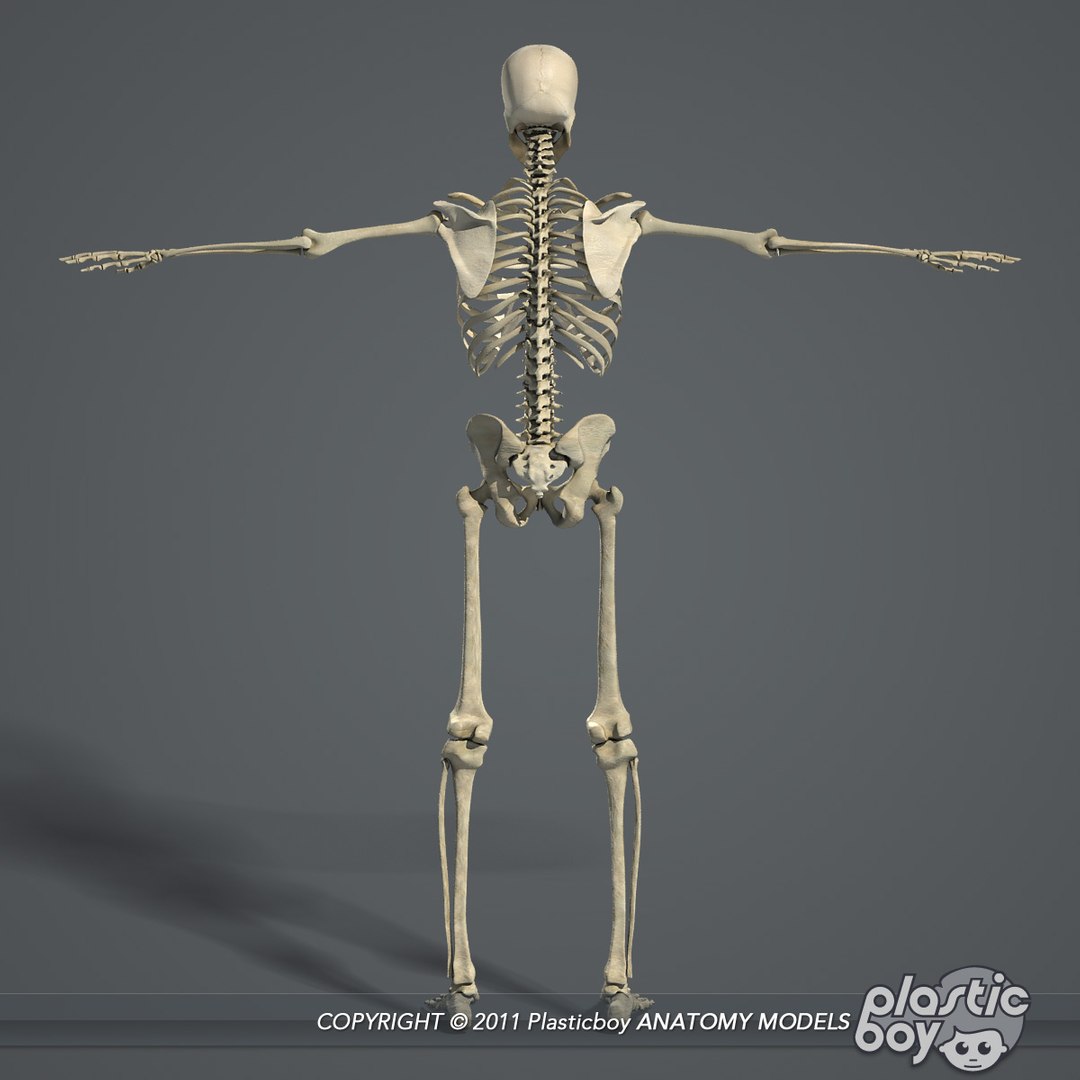 human male skeletal body fbx https://p.turbosquid.com/ts-thumb/qa/miDCW0/IJJedZP3/skeleton_02/jpg/1305202798/1920x1080/fit_q87/6f412d7b515a283573e36f6fe581b3dc2c026f8c/skeleton_02.jpg