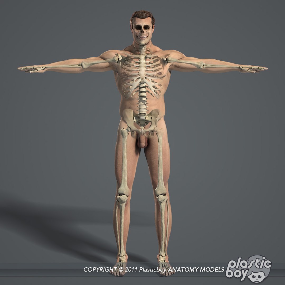 human male skeletal body fbx https://p.turbosquid.com/ts-thumb/qa/miDCW0/p1Jmztj0/male_skeletal_body_01/jpg/1305202632/1920x1080/fit_q87/ebd300f01444815c60729d61de87f99c5f7bb997/male_skeletal_body_01.jpg
