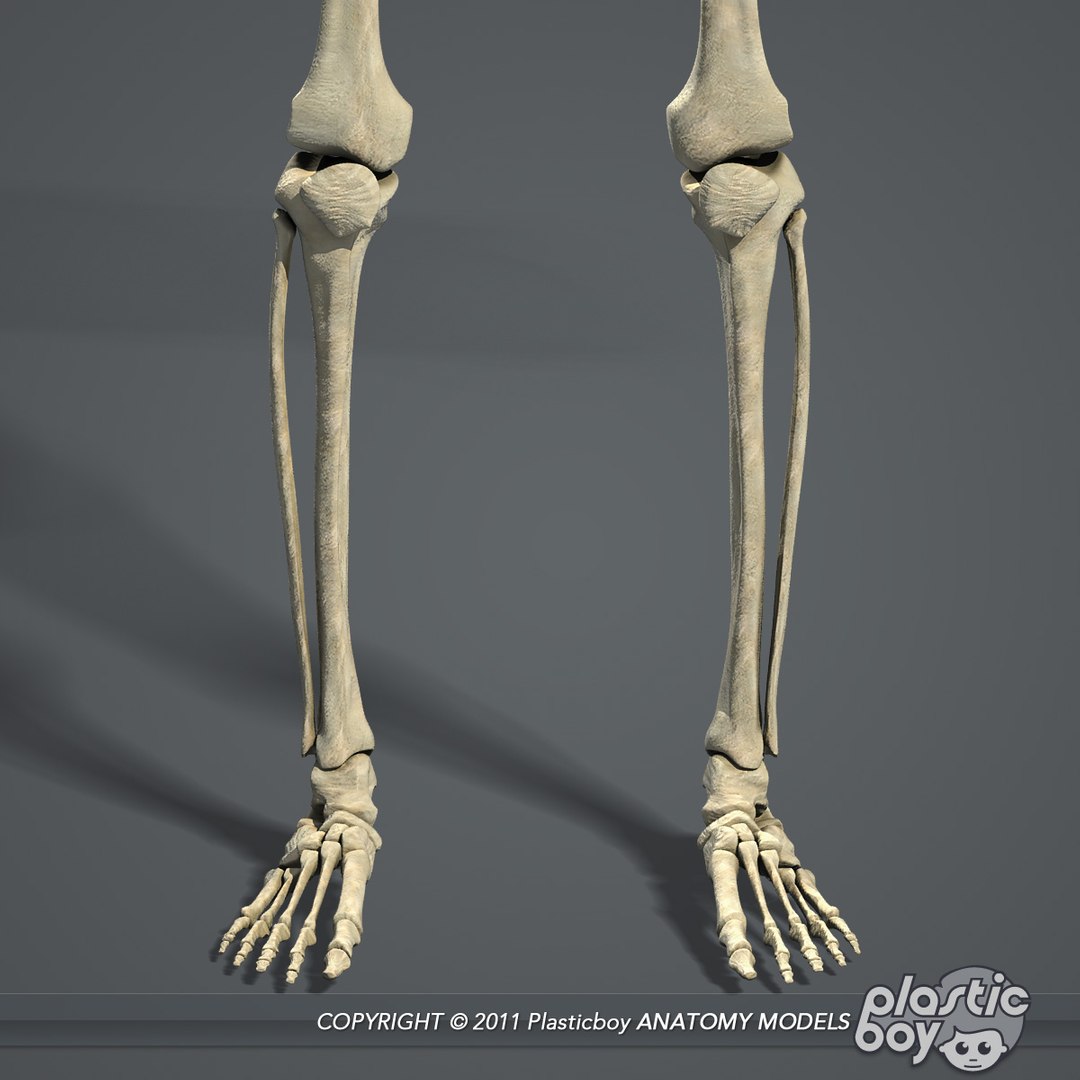 human male skeletal body fbx https://p.turbosquid.com/ts-thumb/qa/miDCW0/r37JYlcU/skeleton_05/jpg/1305202798/1920x1080/fit_q87/c45022e0865e985470486797bf3d0008d8ab8060/skeleton_05.jpg