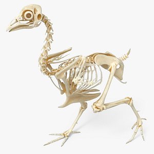 Chicken Skeleton Walking Animated Rigged For Maya model