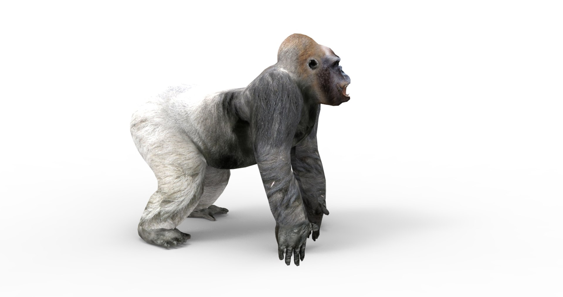 3D gorilla https://p.turbosquid.com/ts-thumb/qb/FnXIR6/1aDvqj5b/gorilla.83/jpg/1513661304/1920x1080/fit_q87/418e141b9d510bcfc764f37834d4c47954cc75fb/gorilla.83.jpg