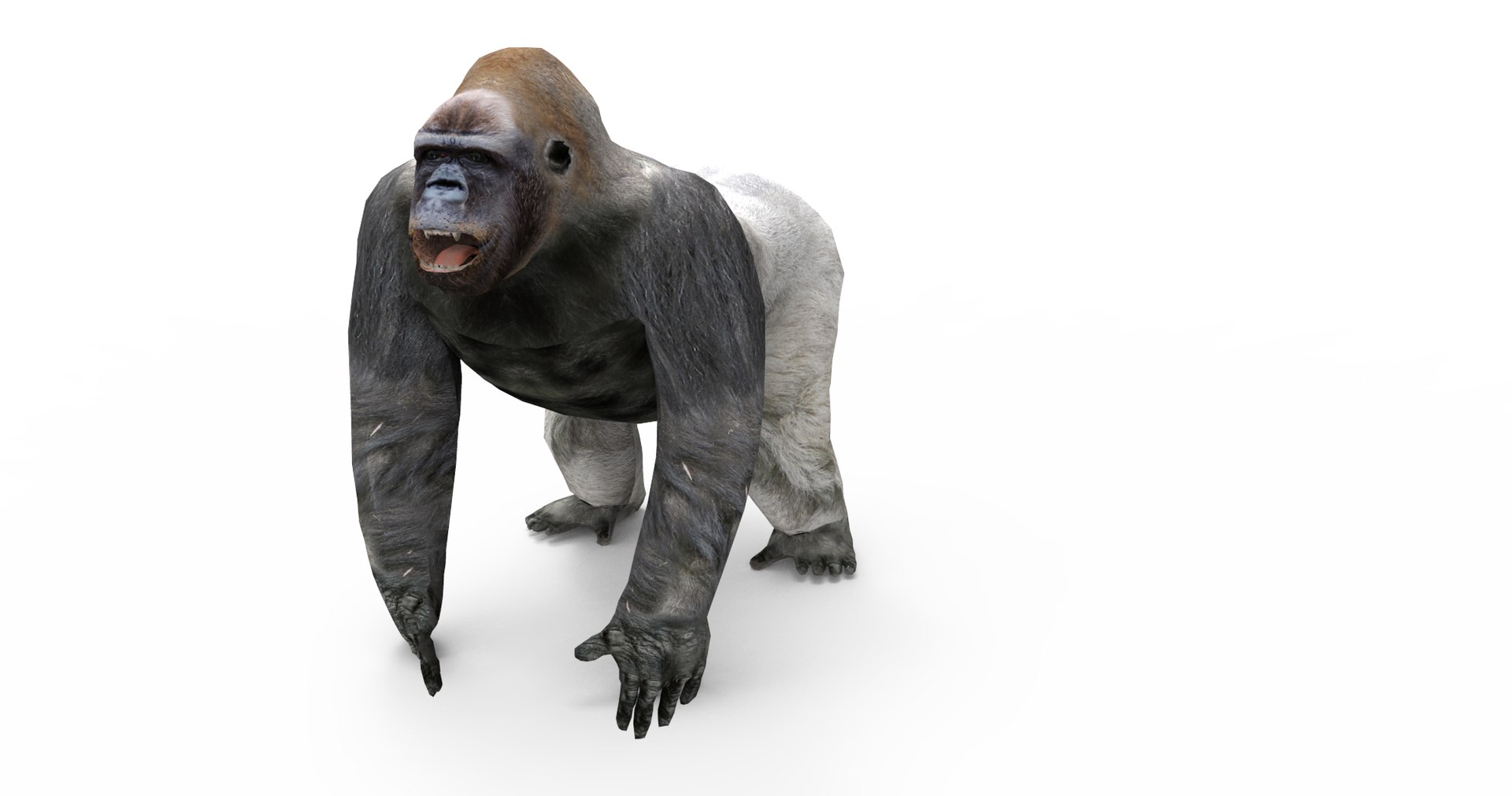 3D gorilla https://p.turbosquid.com/ts-thumb/qb/FnXIR6/FG8USJ0m/gorilla.77/png/1513661303/1920x1080/fit_q87/d175e6ef576cffa55bbbf182e15df7ec70894a6b/gorilla.77.jpg