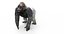 gorilla model