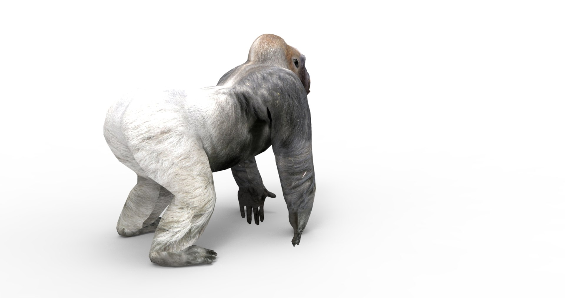 3D gorilla https://p.turbosquid.com/ts-thumb/qb/FnXIR6/GFgnSBNV/gorilla.82/jpg/1513661304/1920x1080/fit_q87/c43496edc7139bea9adf90bdb595a5c7b645ab0e/gorilla.82.jpg