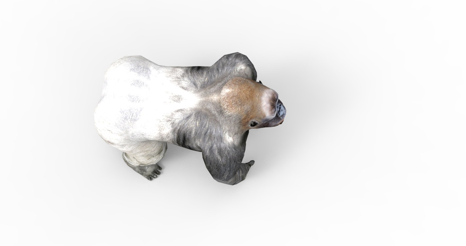 3D gorilla https://p.turbosquid.com/ts-thumb/qb/FnXIR6/Mr7maAtJ/gorilla.84/jpg/1513661304/1920x1080/fit_q87/b1f7e7e5017c5315297f223e31b08855ac941f50/gorilla.84.jpg