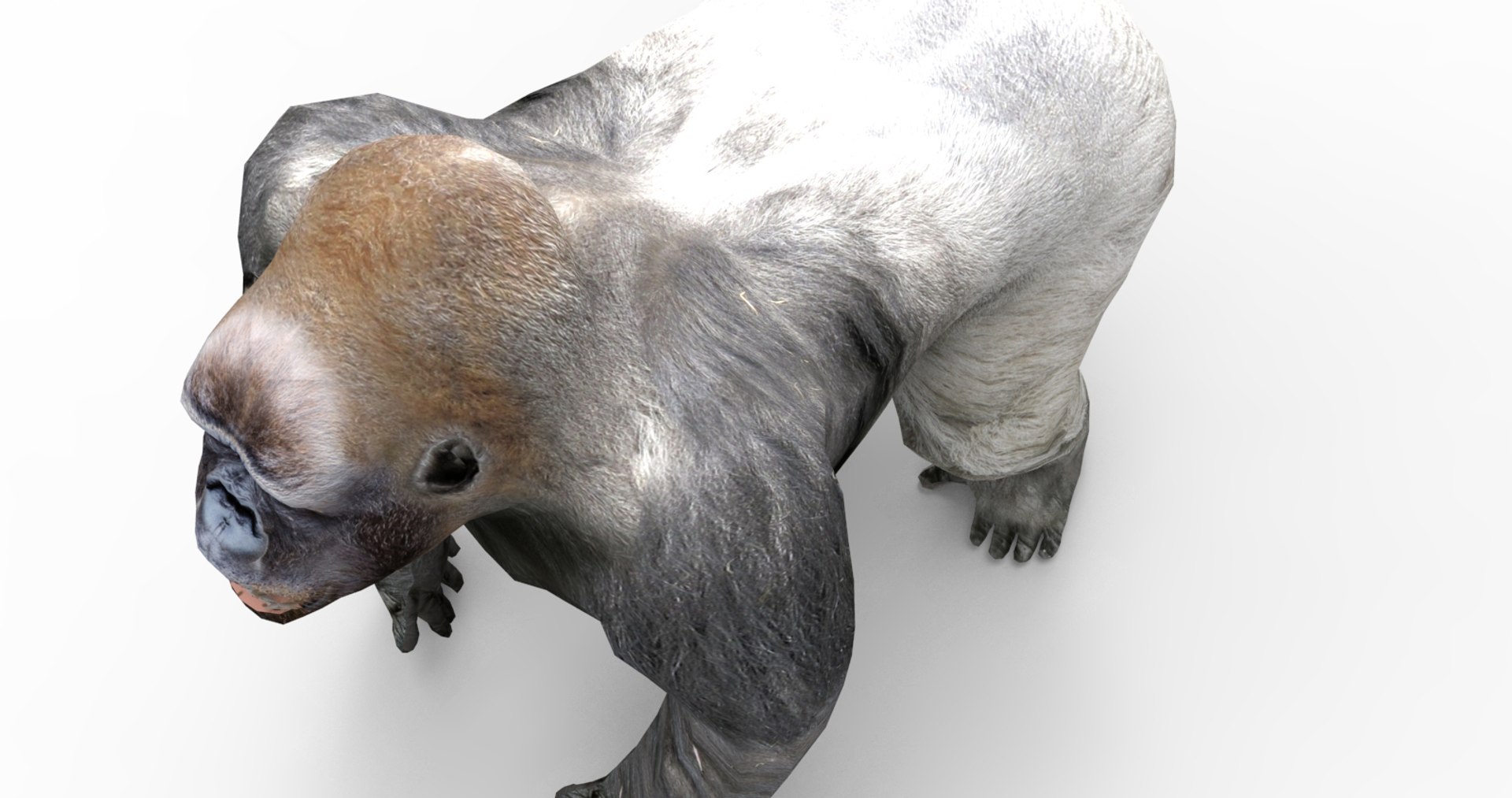 3D gorilla https://p.turbosquid.com/ts-thumb/qb/FnXIR6/TXdxs6It/gorilla.90/jpg/1513661304/1920x1080/fit_q87/0e345756e5ca2c653ae22b7c70b0b3de4121d593/gorilla.90.jpg
