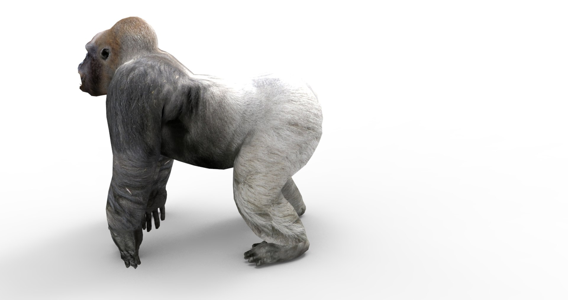 3D gorilla https://p.turbosquid.com/ts-thumb/qb/FnXIR6/TbkbGvau/gorilla.79/jpg/1513661303/1920x1080/fit_q87/a374bad1f48afd81dea6544f94589a9c79ad95b3/gorilla.79.jpg