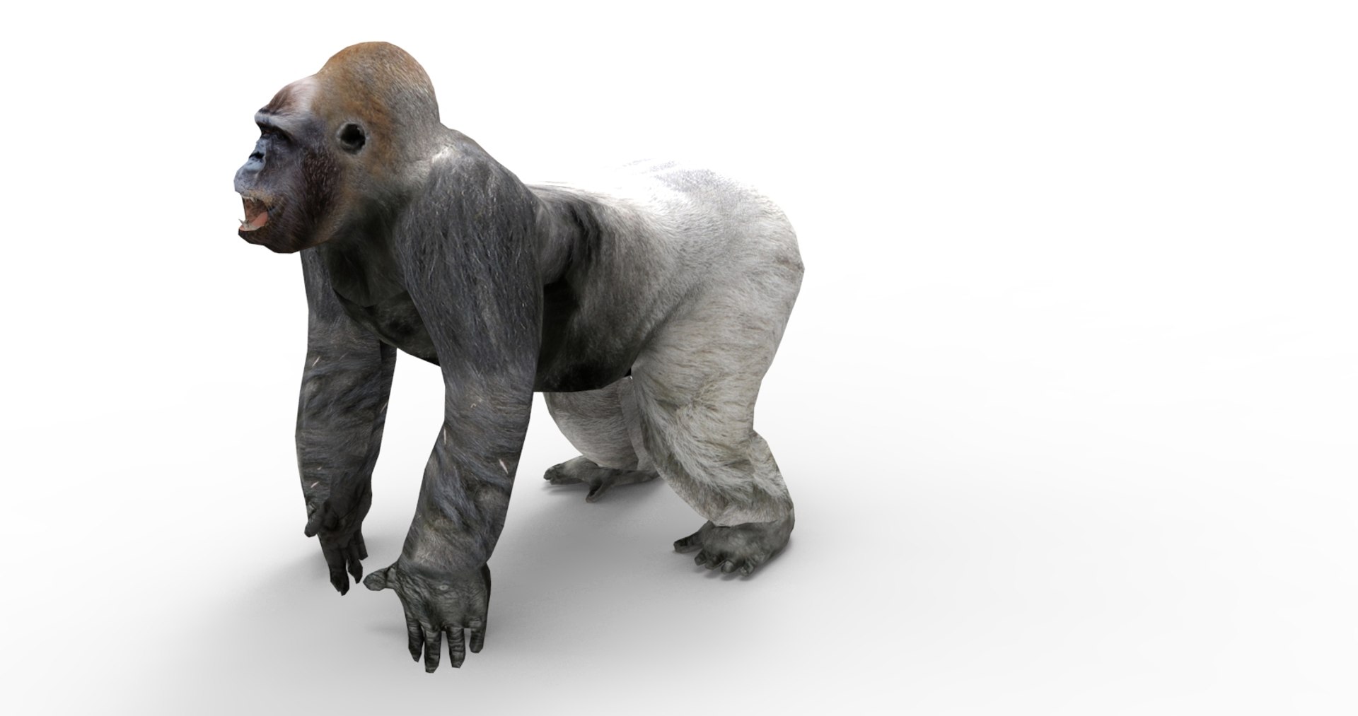 3D gorilla https://p.turbosquid.com/ts-thumb/qb/FnXIR6/i32MzPEj/gorilla.78/jpg/1513661303/1920x1080/fit_q87/603faef9c65ca6eaa2d133d24c1fb65f7f69cedd/gorilla.78.jpg