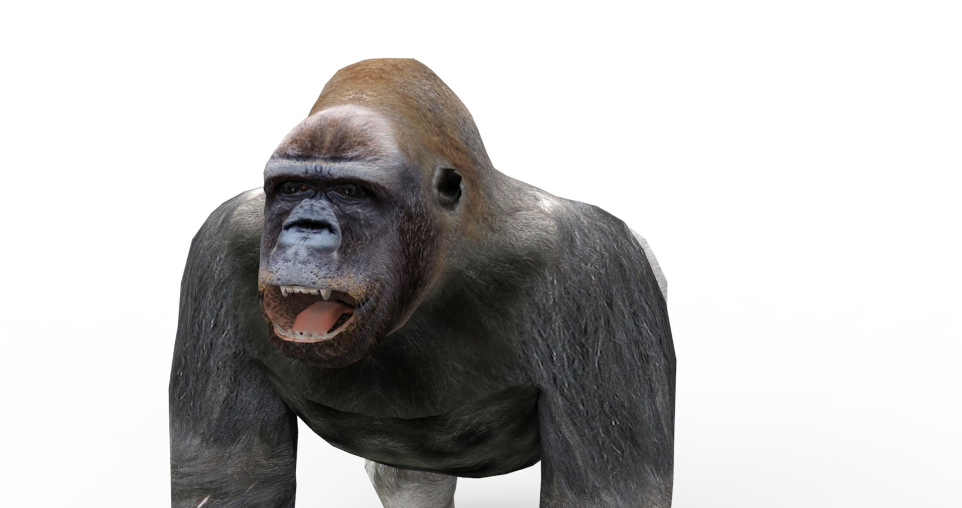 3D gorilla https://p.turbosquid.com/ts-thumb/qb/FnXIR6/sWKOWcvy/gorilla.89/jpg/1513661304/1920x1080/fit_q87/bacbbf2c47ede0a5ce88e8c97b21cae2259581e8/gorilla.89.jpg