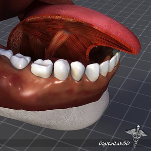 human tongue anatomy muscle 3d 3ds