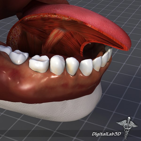 人舌解剖学3D模型 - TurboSquid 524829