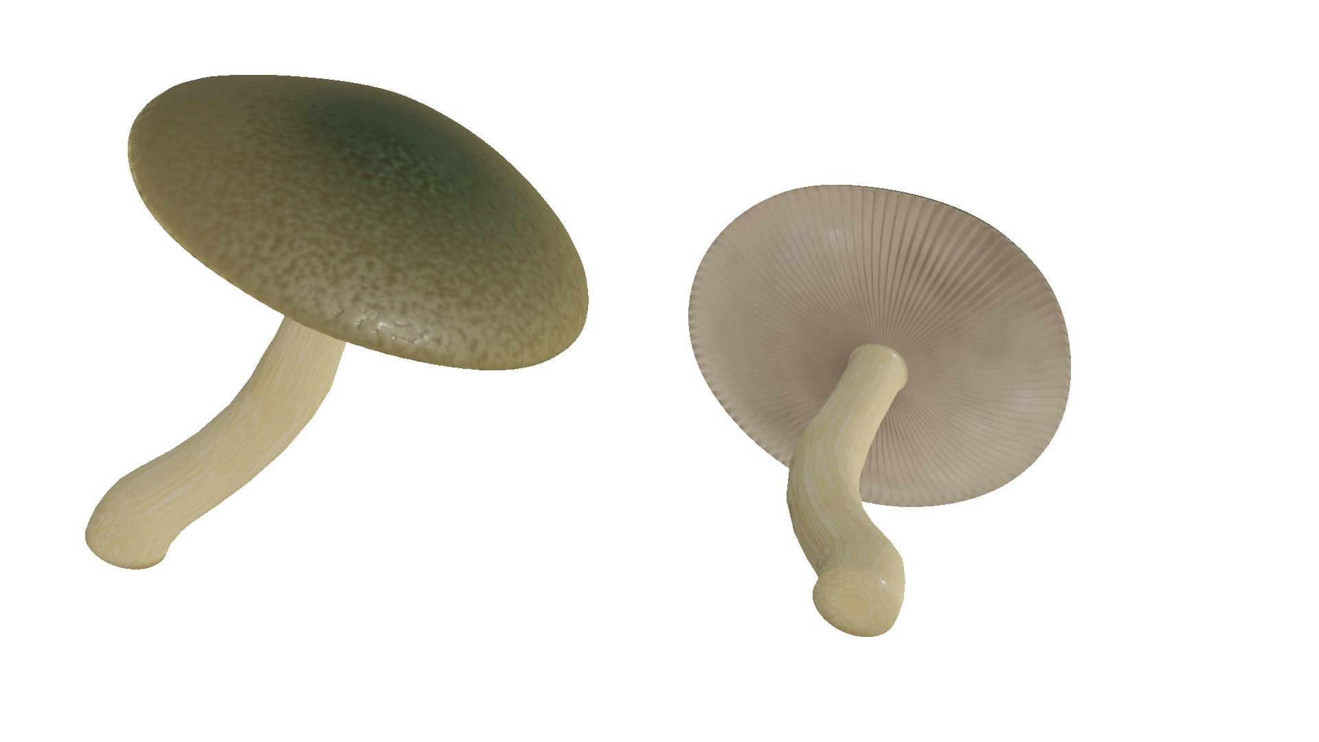 3D poisonous mushroom https://p.turbosquid.com/ts-thumb/qb/dlvI6R/1G/f1/png/1656872146/1920x1080/fit_q87/b55e80d11b30a3aa71345fd7390e891b71569a08/f1.jpg