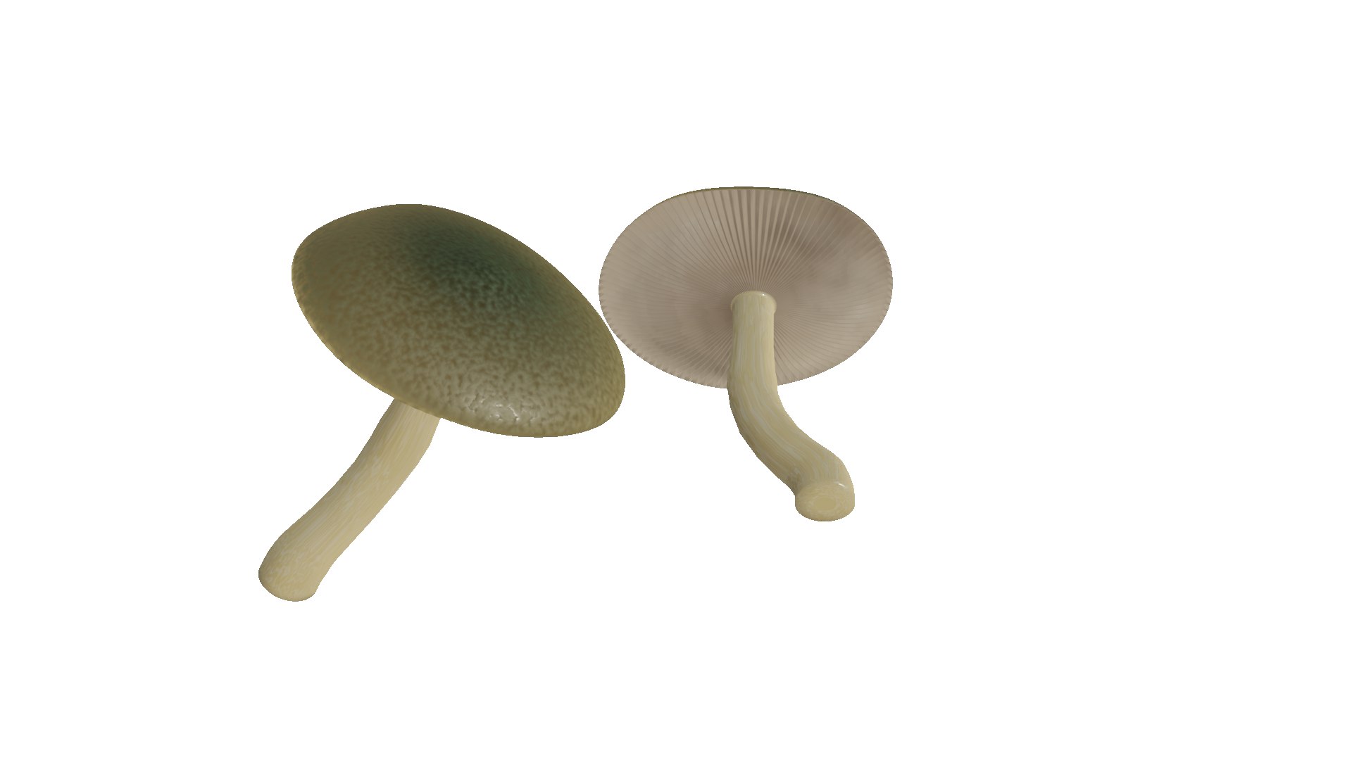 3D poisonous mushroom https://p.turbosquid.com/ts-thumb/qb/dlvI6R/ee/f6/png/1656872148/1920x1080/fit_q87/1798477cc3cdef0ba3b9f477f49cc03e37f4bd44/f6.jpg