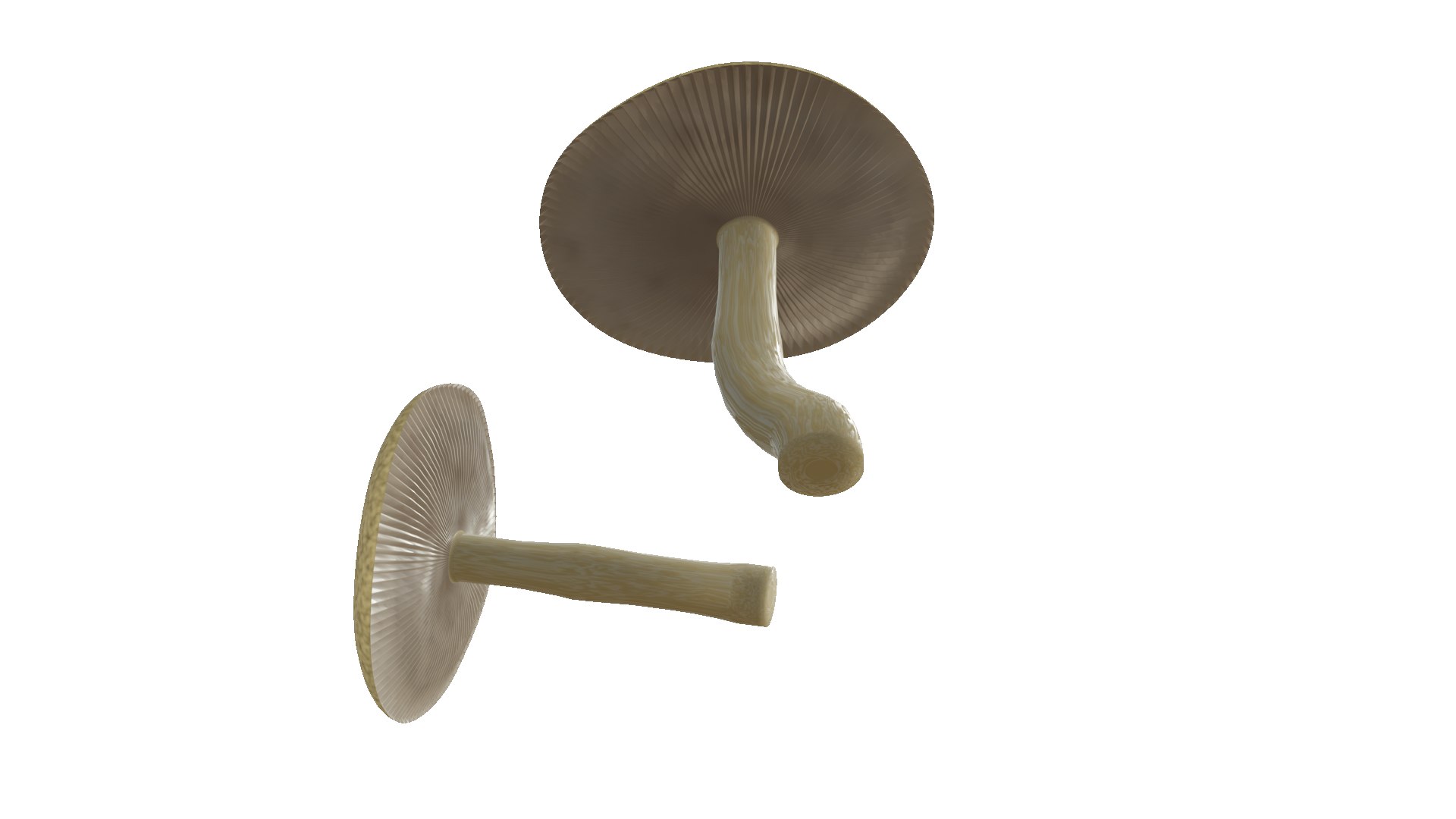 3D poisonous mushroom https://p.turbosquid.com/ts-thumb/qb/dlvI6R/wQ/f2/png/1656872146/1920x1080/fit_q87/6252c5f7e7671992cfe55e234e28ed3e7fc87de4/f2.jpg