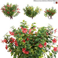Hibiscus rosa 02