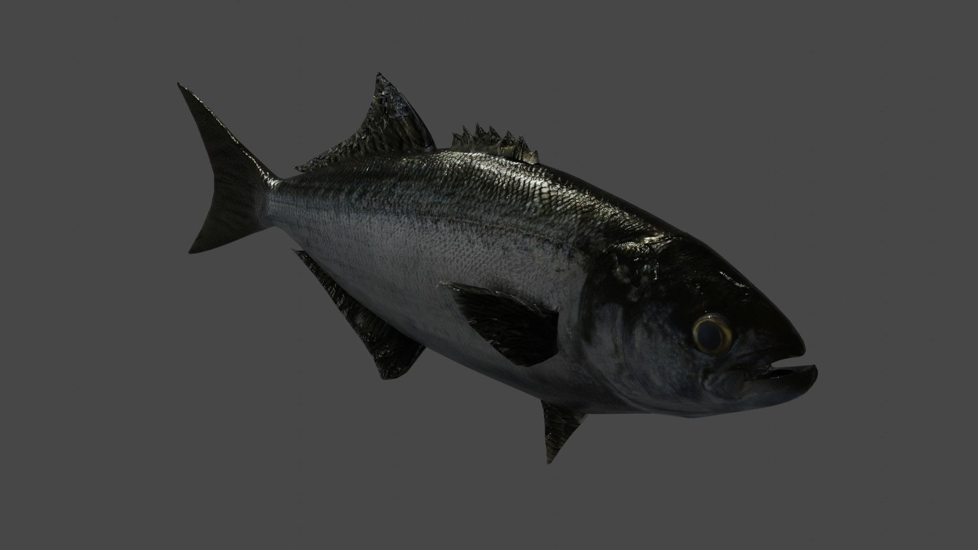 Fish 3D Model - TurboSquid 1826358