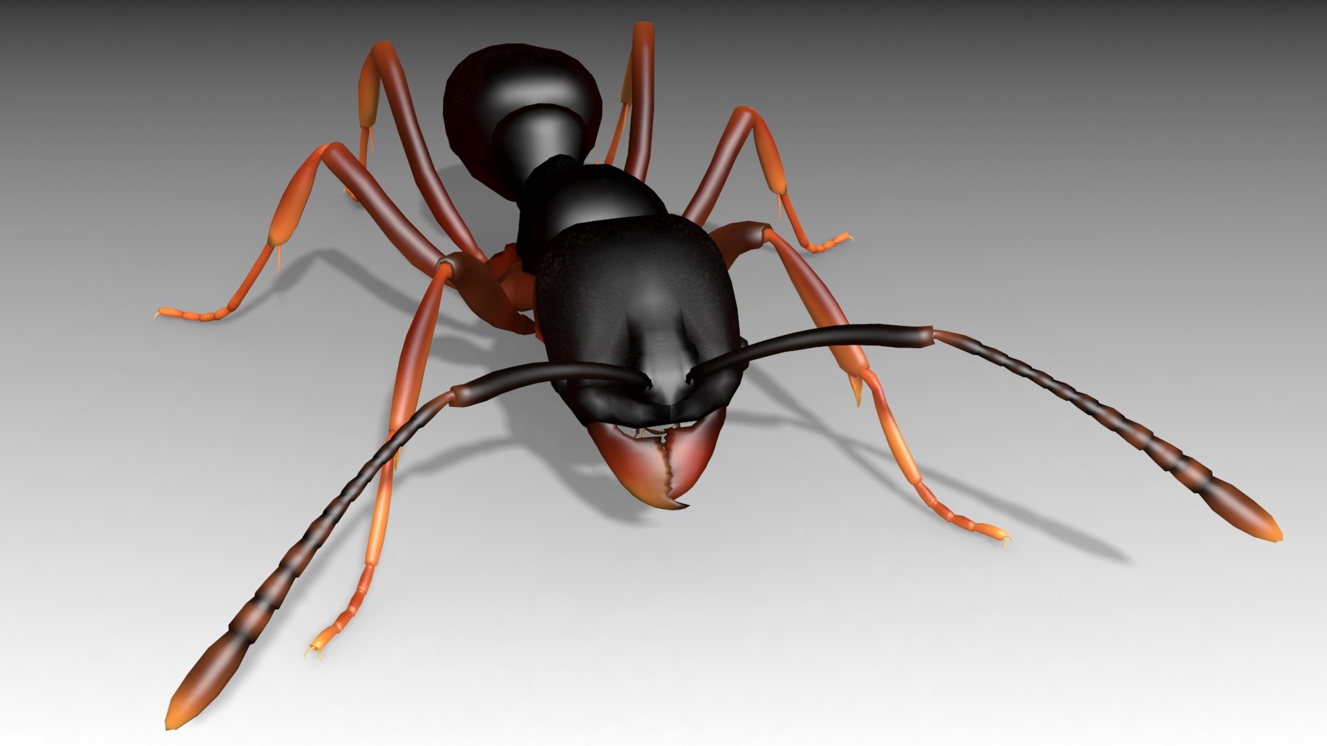 asian needle ant animations model https://p.turbosquid.com/ts-thumb/qc/UkTP8U/Bir1xueE/needleant_screenshot_05/jpg/1550786695/1920x1080/fit_q87/f83120827d1249547406d3c6d5444c18b41ccb2b/needleant_screenshot_05.jpg