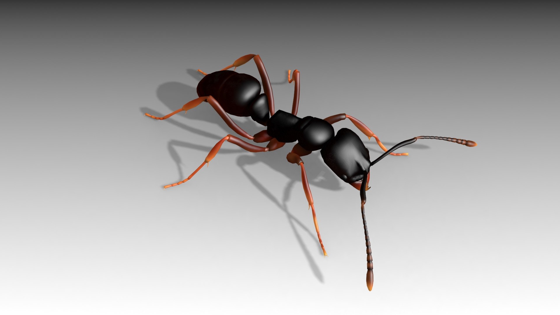 asian needle ant animations model https://p.turbosquid.com/ts-thumb/qc/UkTP8U/c6VDXD93/needleant_screenshot_03/jpg/1550786695/1920x1080/fit_q87/aec5be0a3b6155c14830a0494b19236eadf7770f/needleant_screenshot_03.jpg