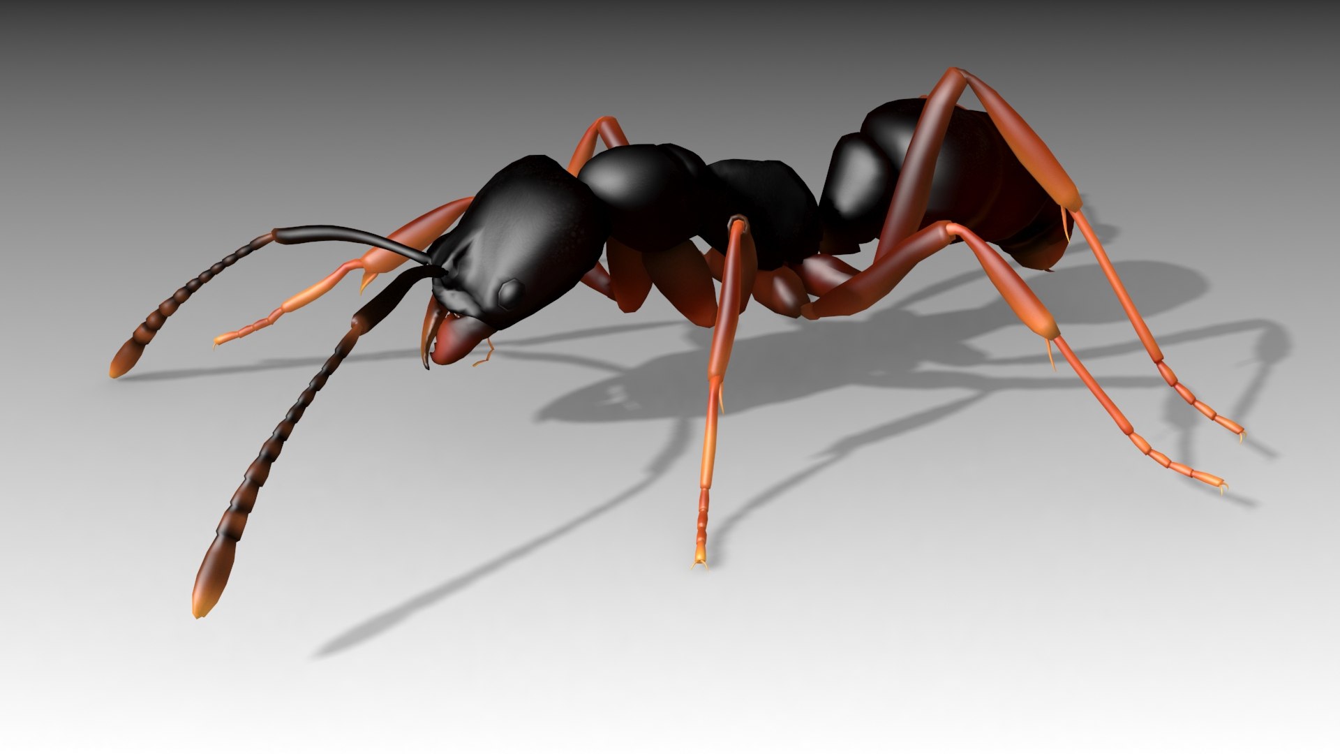 asian needle ant animations model https://p.turbosquid.com/ts-thumb/qc/UkTP8U/ekaXpd7J/needleant_screenshot_04/jpg/1550786695/1920x1080/fit_q87/2270bc21e58f6010440c4edf9884ea3234e102b9/needleant_screenshot_04.jpg