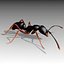 Asian needle ant