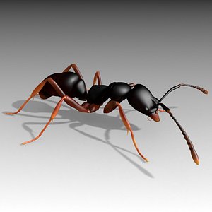 Asian needle ant
