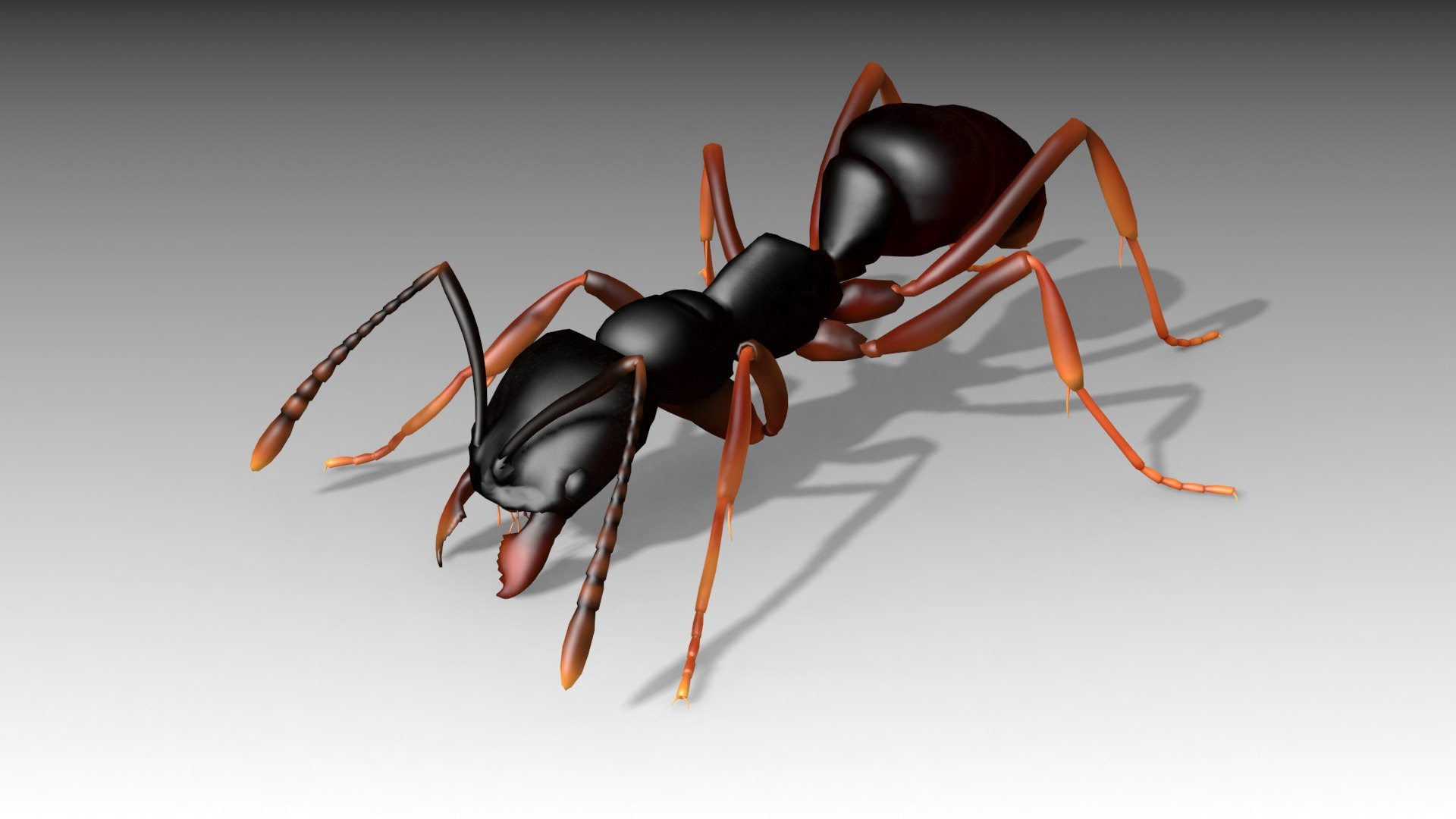 asian needle ant animations model https://p.turbosquid.com/ts-thumb/qc/UkTP8U/qOyNBugK/needleant_screenshot_06/jpg/1550786695/1920x1080/fit_q87/c4f00c023f1d37f23ed91af3e65f08b7a7f9e5c3/needleant_screenshot_06.jpg