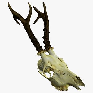 European roe deer male