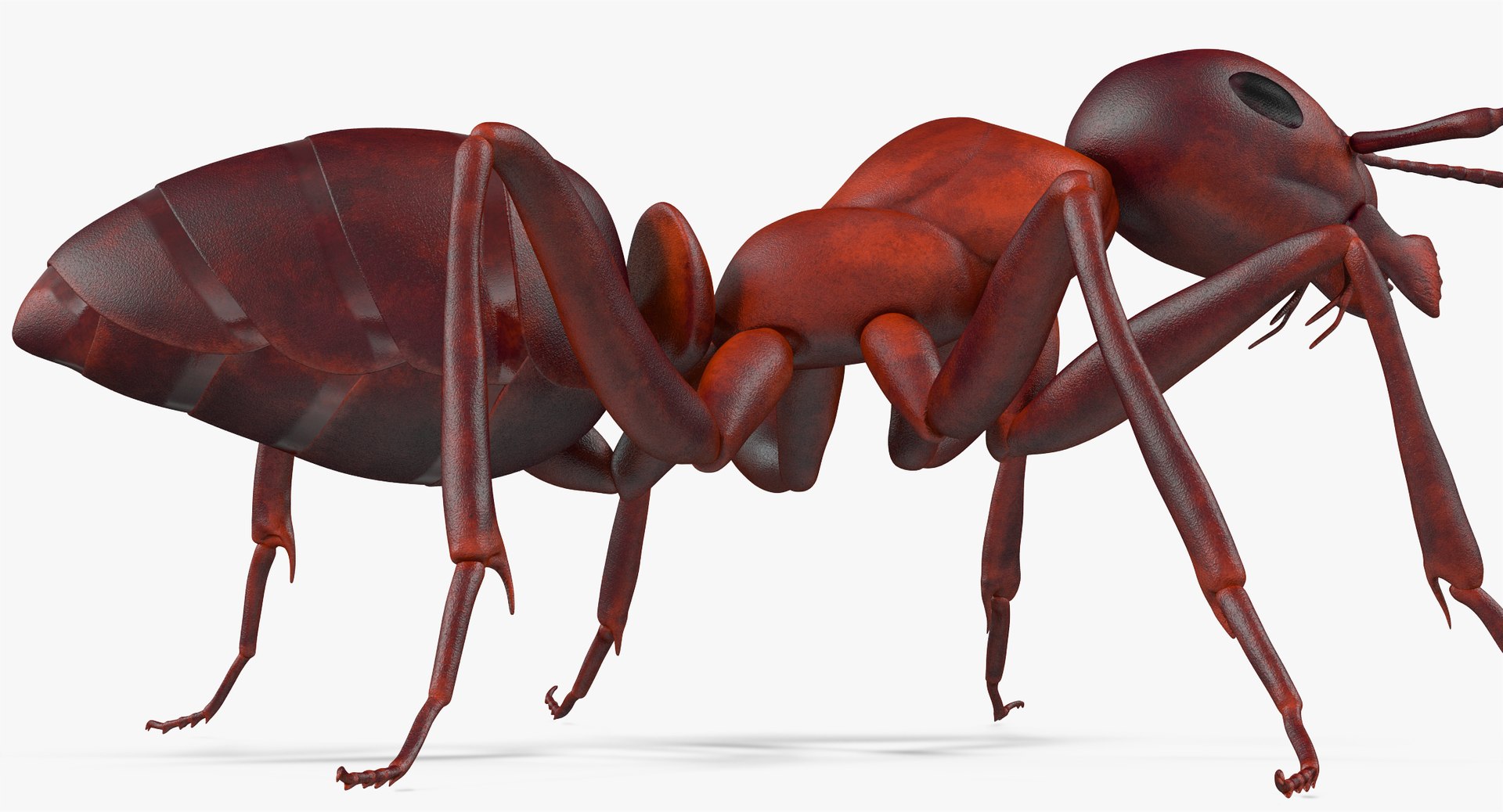 3d ant pose 3 https://p.turbosquid.com/ts-thumb/qd/26lJU0/1uoZjkaM/angles_009/jpg/1487483637/1920x1080/fit_q87/fc50326a498507391e3554b86f3846ae34c1018c/angles_009.jpg