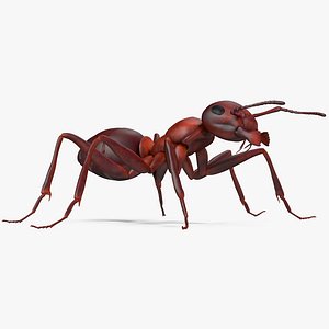 Ant Pose 3