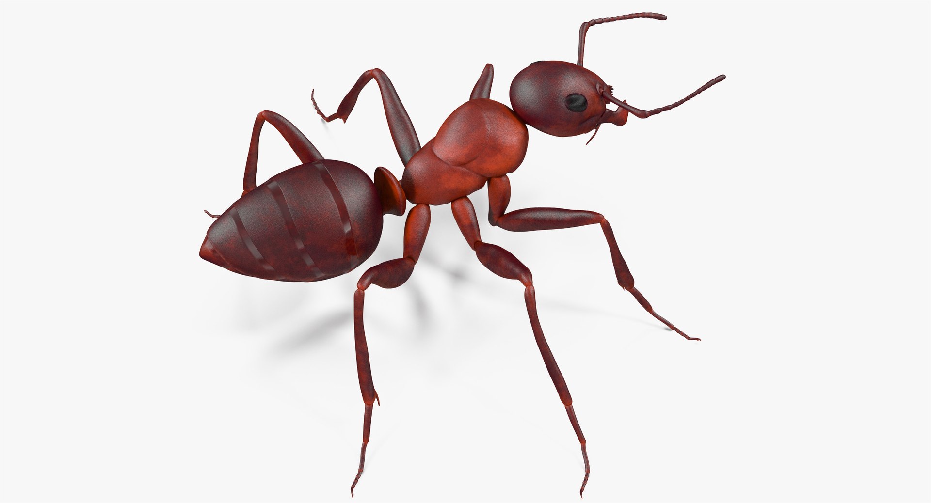 3d ant pose 3 https://p.turbosquid.com/ts-thumb/qd/26lJU0/Zz1r0iag/angles_003/jpg/1487483637/1920x1080/fit_q87/d45a63c1bc950faef423e42eb6695568a24cf962/angles_003.jpg