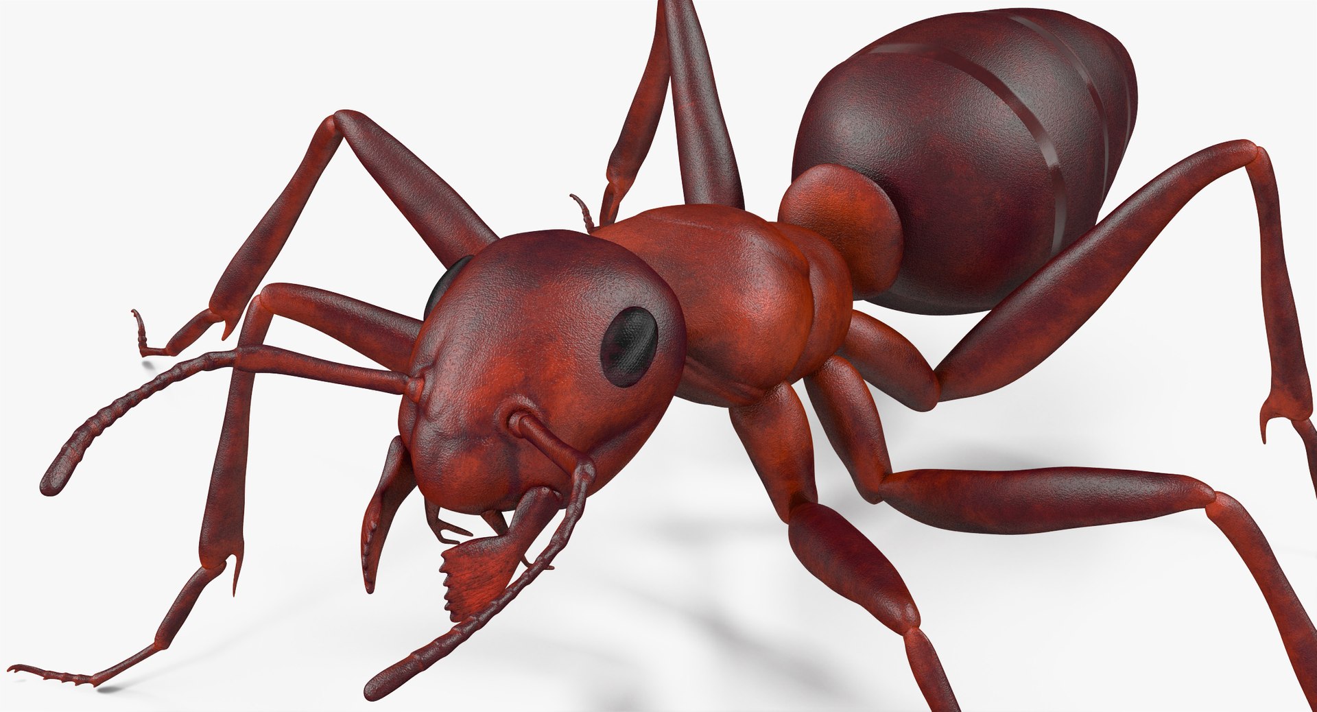 3d ant pose 3 https://p.turbosquid.com/ts-thumb/qd/26lJU0/tEfi55yB/angles_011/jpg/1487483637/1920x1080/fit_q87/cd40912418d4c8c2e0245be1bce608b350630244/angles_011.jpg