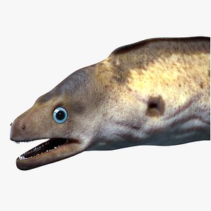 Moray Eel PBR