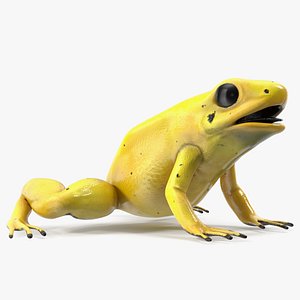 3D Golden Poison Frog