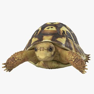 hermann turtle tortoise animation 3d model