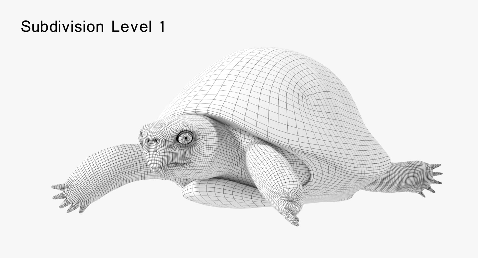 Hermann Turtle Tortoise Animation 3d Model