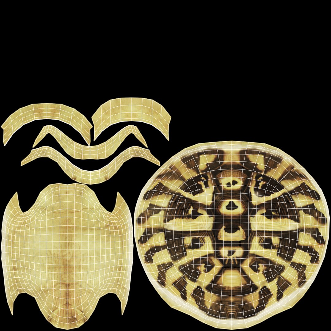 Hermann Turtle Tortoise Animation 3d Model