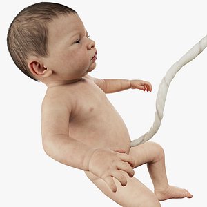 Fetus No Rig 3D model