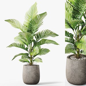 3D Plants collection 1064