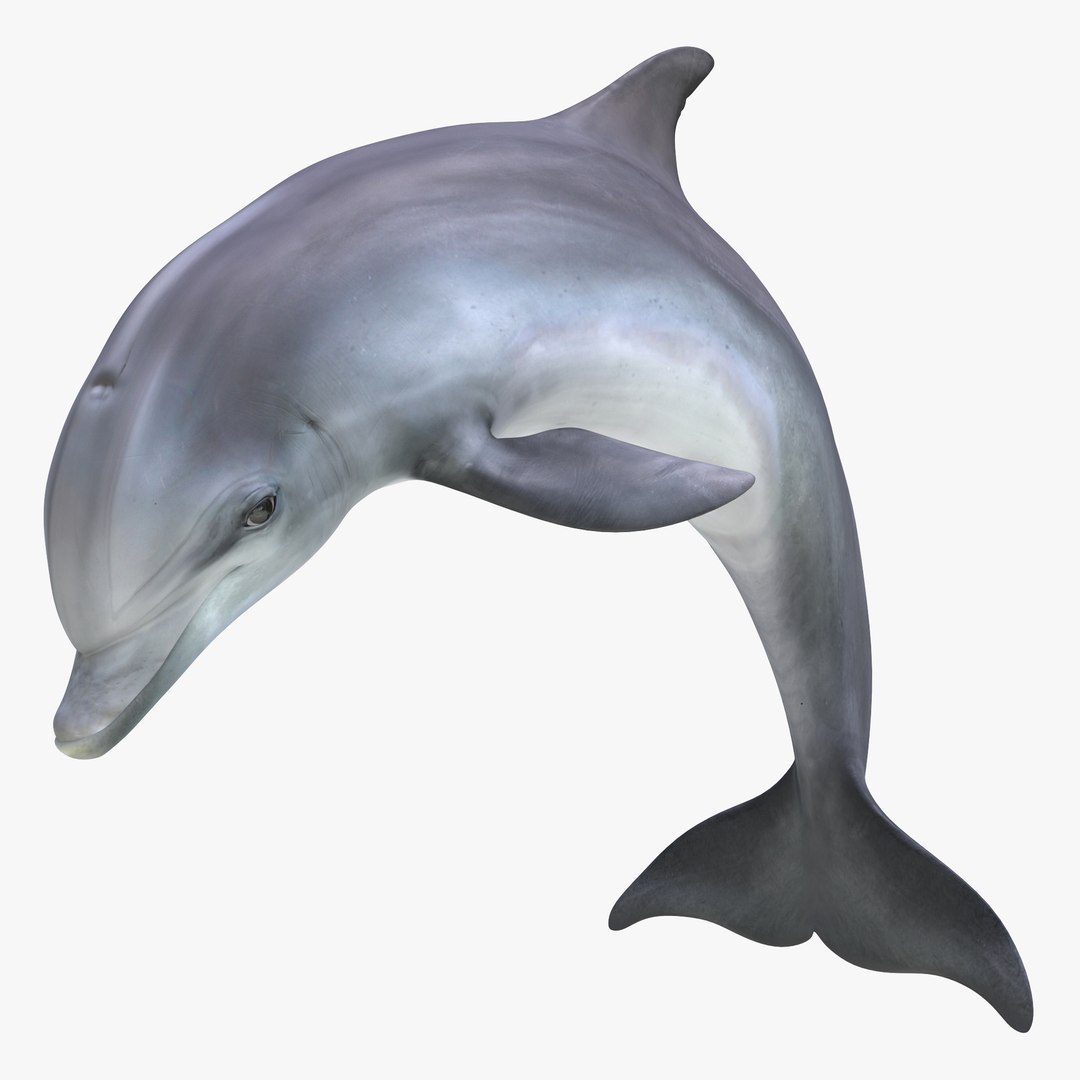 Dolphin Pose 2 3D model preview
