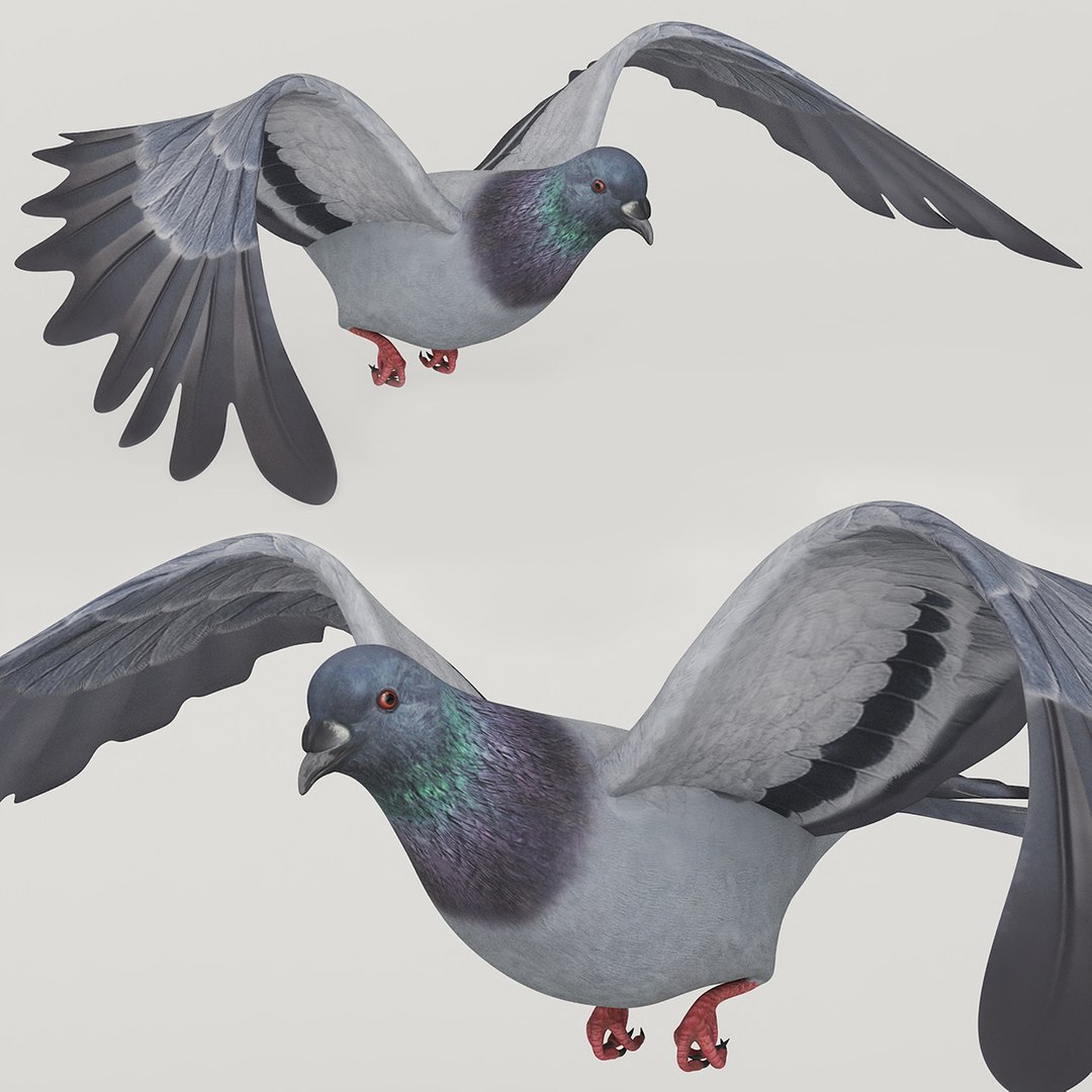 Low Poly Pigeon Flying Animated Rigged For Maya 3D model preview