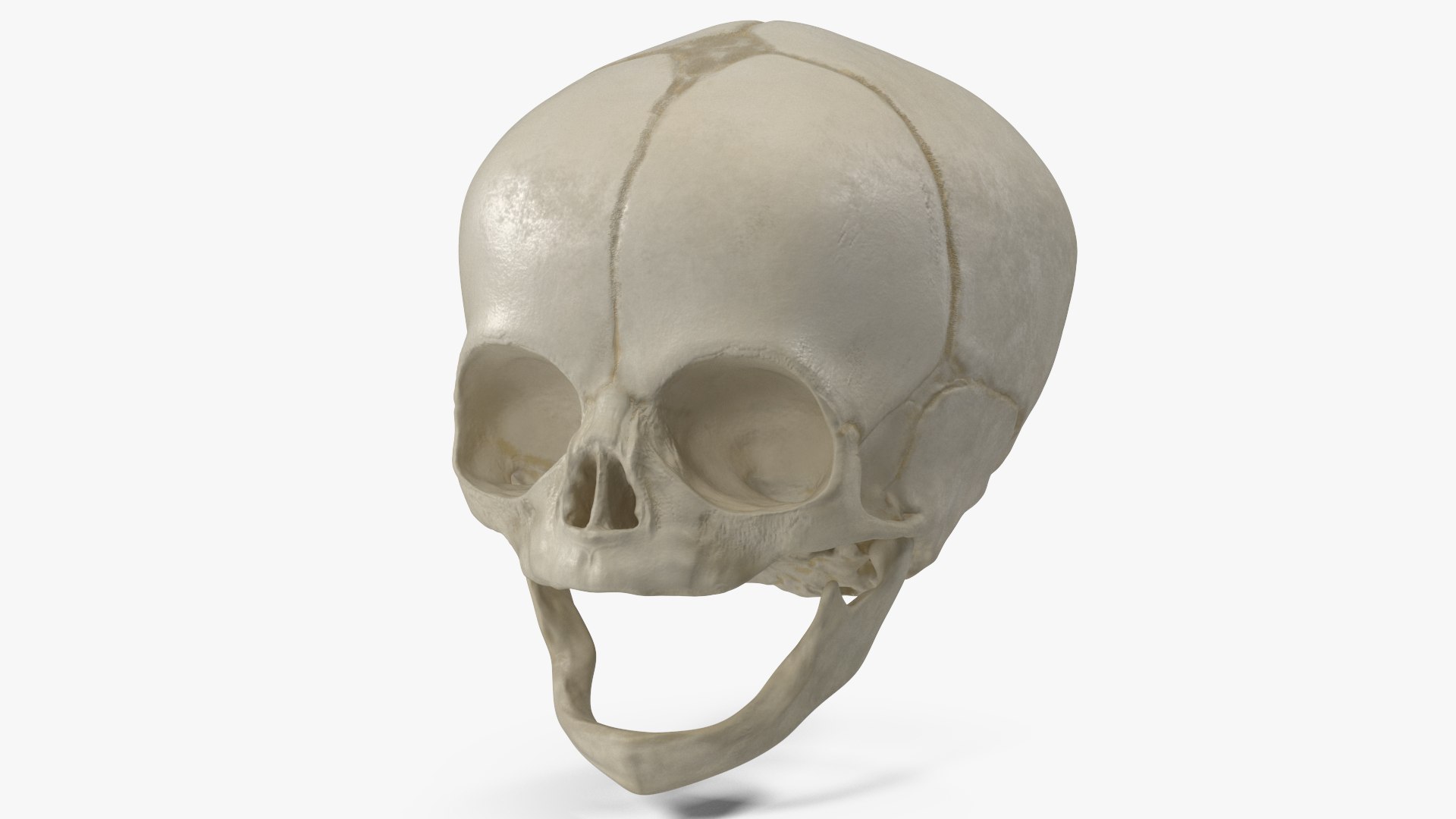 Human Fetal Cranium 40 Weeks Rigged 3D model preview