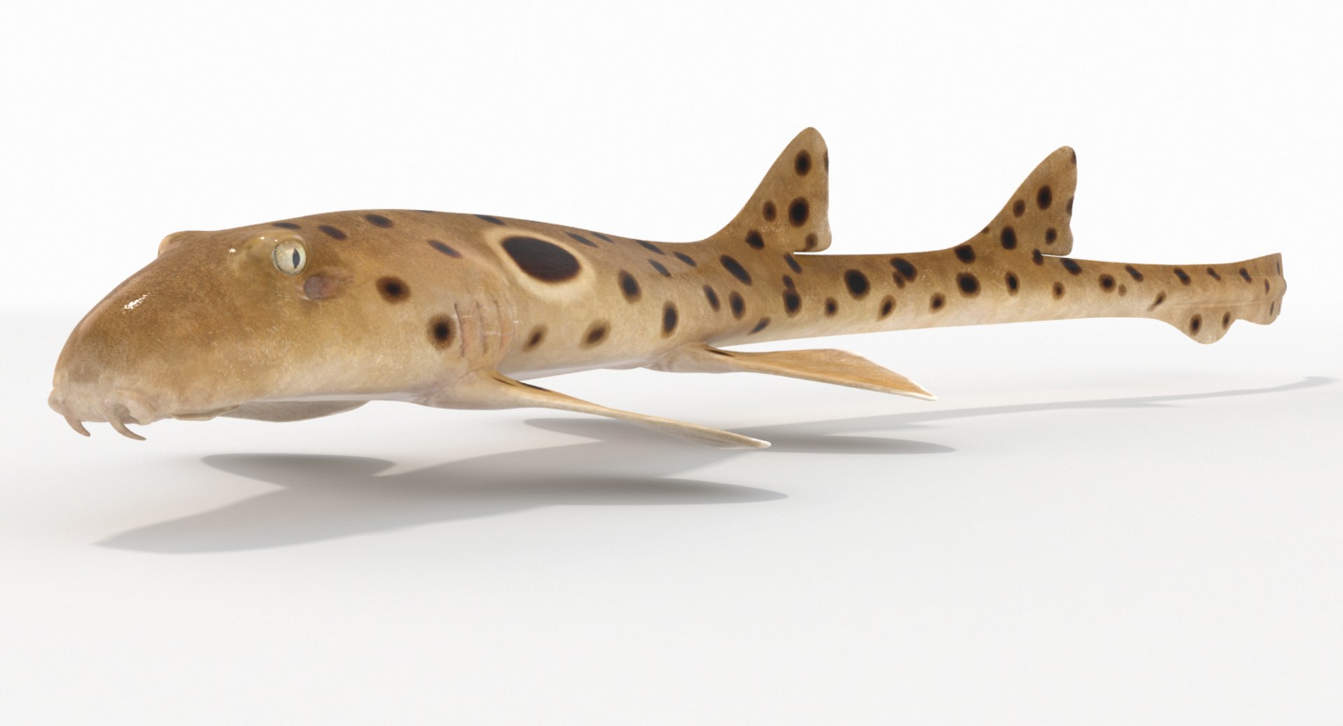 3D epaulette shark animation https://p.turbosquid.com/ts-thumb/qd/SF0rDt/28I8uIU3/2/jpg/1499101968/1920x1080/fit_q87/986b34877c8157a2729cab7e3970e387590342ff/2.jpg