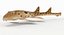 3D epaulette shark animation