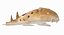 3D epaulette shark animation