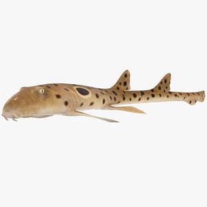Epaulette Shark (Animated)