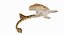 3D epaulette shark animation