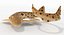 3D epaulette shark animation